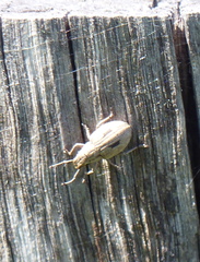 Eurymetopus birabeni