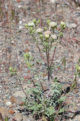 Chaenactis douglasii douglasii