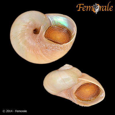 Margarella
