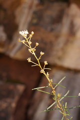 Astrotricha asperifolia