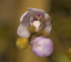 Sarcochilus ceciliae