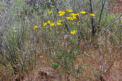 Crepis occidentalis pumila