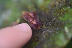 Pleurothallis cordata