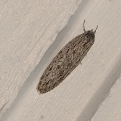 Agriophara cinderella