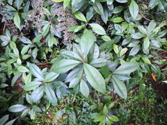 Ardisia chinensis