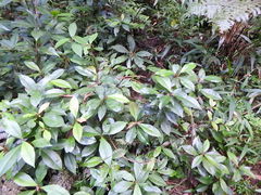 Ardisia chinensis