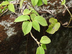 Hydrangea fauriei