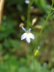 Diastatea