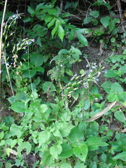 Diastatea