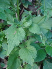 Diastatea