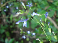Diastatea