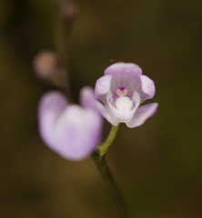 Sarcochilus ceciliae