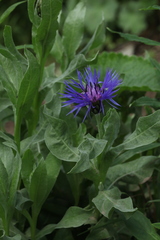 Centaurea nigrofimbria