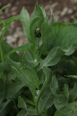 Centaurea nigrofimbria