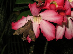 Enyo lugubris lugubris
