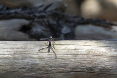 Daptolestes