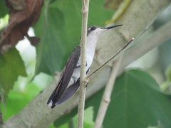 Chrysolampis mosquitus