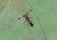 Cyrtodiopsis dalmanni