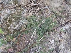Galium microphyllum