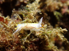 Goniodorididae