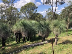 Xanthorrhoea glauca