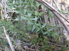 Galium microphyllum