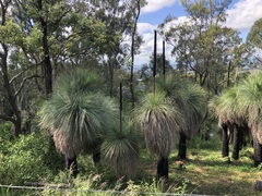 Xanthorrhoea glauca