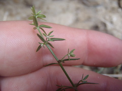 Galium microphyllum