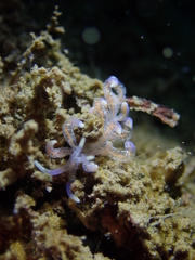 Phyllodesmium poindimiei