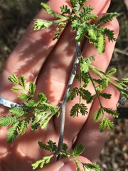 Mimosa aculeaticarpa biuncifera