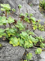 Sedum palmeri