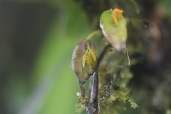 Acianthera casapensis