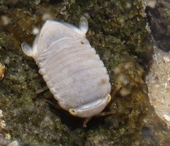 Sphaeroma