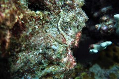 Corythoichthys haematopterus