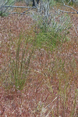 Hesperostipa comata comata