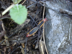 Dysdercus obscuratus