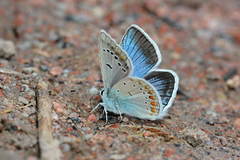 Polyommatus juldusus