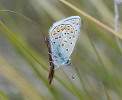 Polyommatus eros