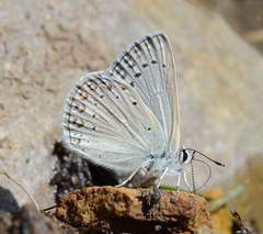 Polyommatus icadius