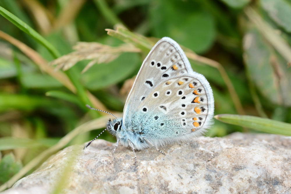 Polyommatus venus
