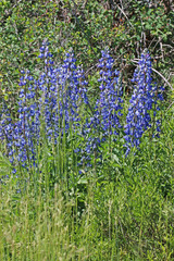 Lupinus prunophilus