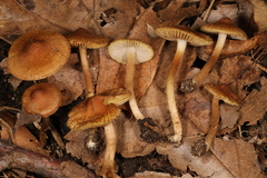 Inocybe microteroxantha