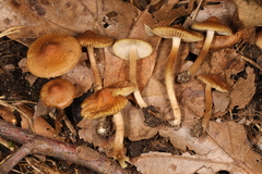 Inocybe microteroxantha