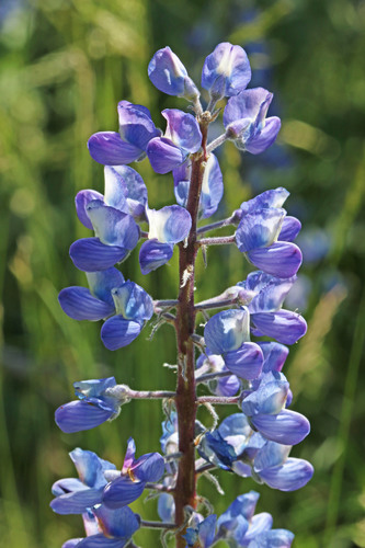 hairy bigleaf lupine (Lupinus prunophilus)