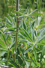 Lupinus prunophilus