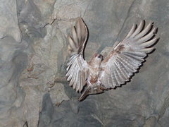 Steatornis caripensis