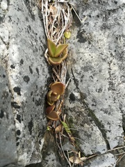 Lenophyllum acutifolium