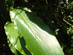 Heliconia schiedeana