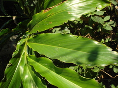 Heliconia schiedeana