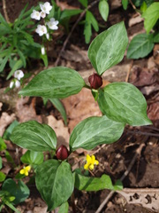 Trillium recurvatum